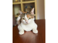 female-calico-cat-small-1