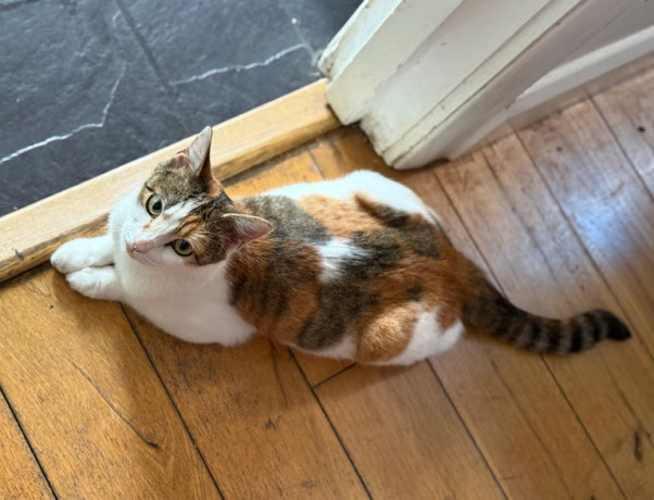 female-calico-cat-big-2