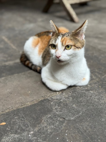 female-calico-cat-big-0