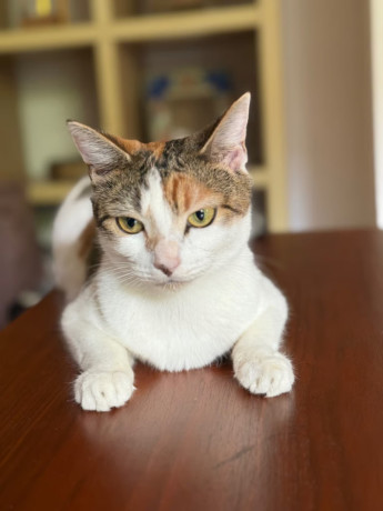 female-calico-cat-big-1