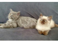persian-maine-coon-himalayan-kittens-6-weeks-small-2