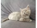 persian-maine-coon-himalayan-kittens-6-weeks-small-0