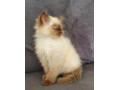 persian-maine-coon-himalayan-kittens-6-weeks-small-1
