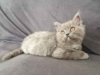 persian-maine-coon-himalayan-kittens-6-weeks
