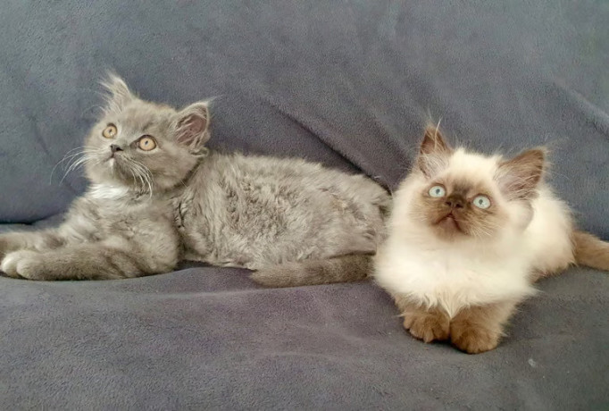 persian-maine-coon-himalayan-kittens-6-weeks-big-2