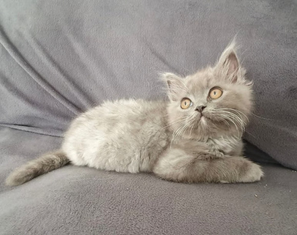 persian-maine-coon-himalayan-kittens-6-weeks-big-0
