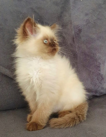 persian-maine-coon-himalayan-kittens-6-weeks-big-1