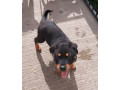 rottweiler-puppy-small-1