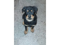 rottweiler-puppy-small-0