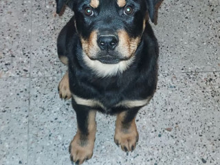 rottweiler-puppy