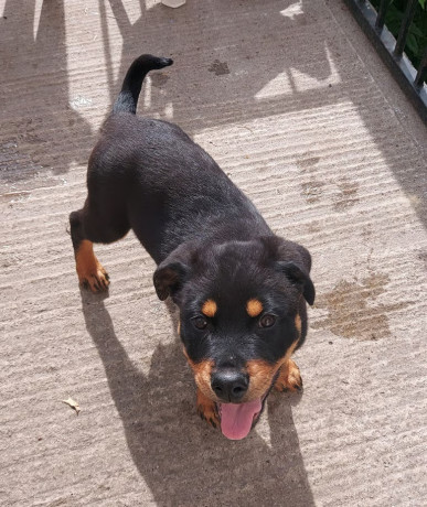 rottweiler-puppy-big-1