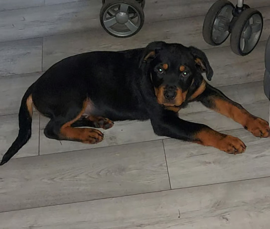 rottweiler-puppy-big-2