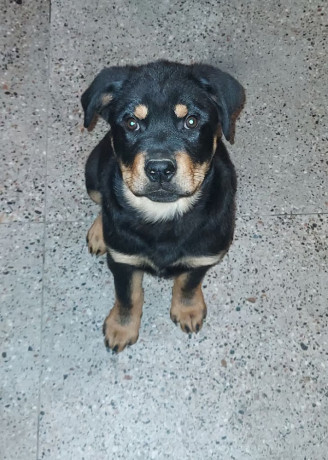 rottweiler-puppy-big-0