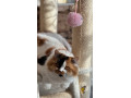 beautiful-tiger-lily-small-2