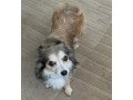 chihuahua-small-0