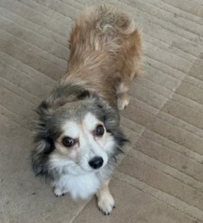 chihuahua-big-0