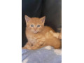 kittens-small-2