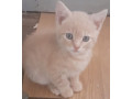 kittens-small-0