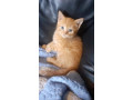 kittens-small-1
