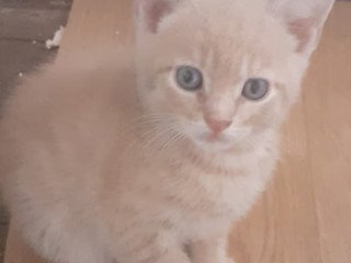 kittens