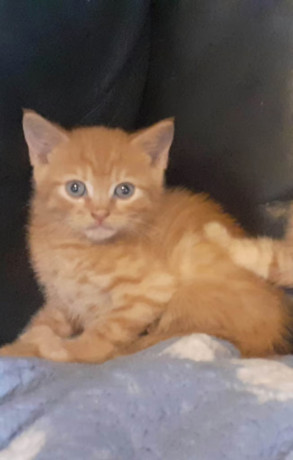 kittens-big-2