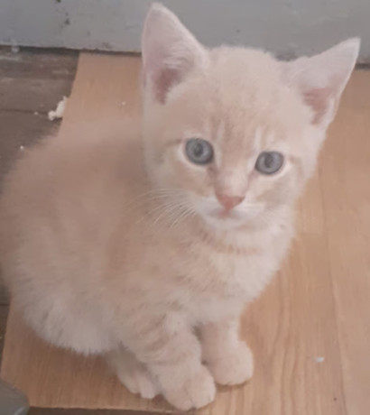 kittens-big-0