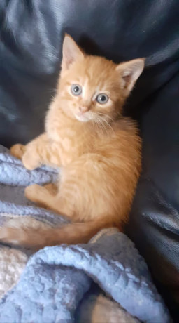 kittens-big-1