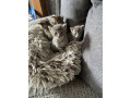 adorable-tabby-girl-small-1