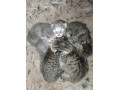 adorable-tabby-girl-small-0