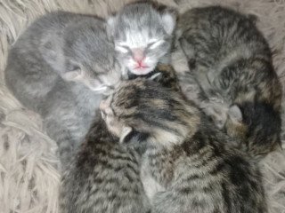 adorable-tabby-girl