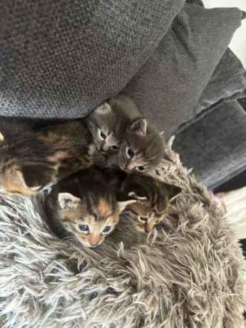 adorable-tabby-girl-big-2
