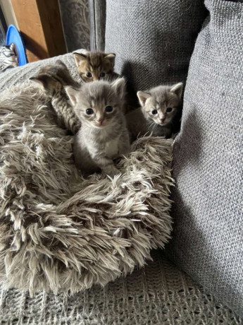 adorable-tabby-girl-big-1