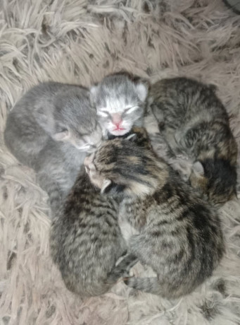 adorable-tabby-girl-big-0