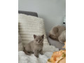 british-short-hair-kittens-small-4