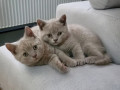 british-short-hair-kittens-small-3