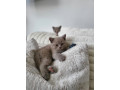 british-short-hair-kittens-small-0