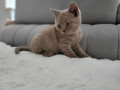 british-short-hair-kittens-small-1