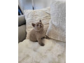 british-short-hair-kittens-small-2
