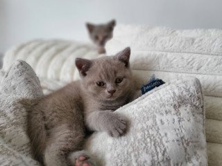 british-short-hair-kittens