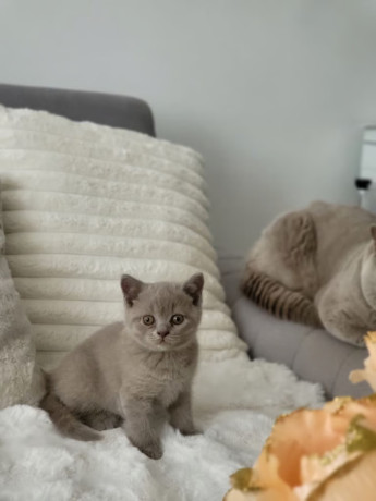 british-short-hair-kittens-big-4