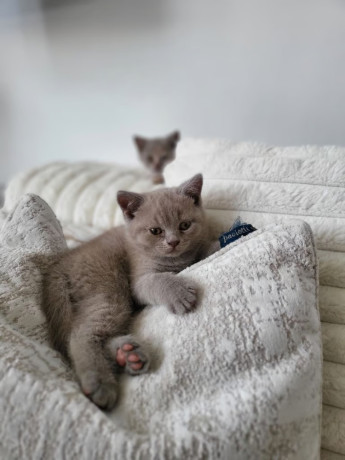 british-short-hair-kittens-big-0