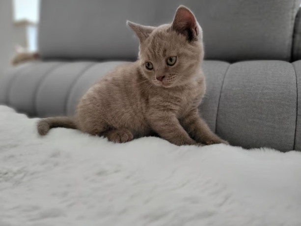 british-short-hair-kittens-big-1