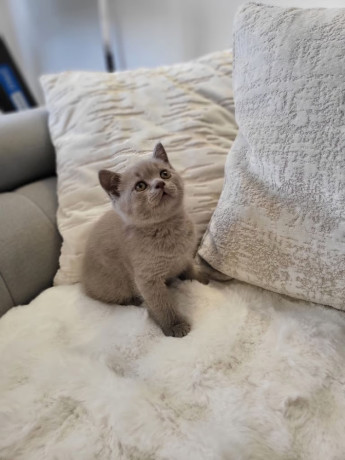 british-short-hair-kittens-big-2