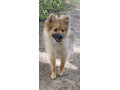 fluffy-pomeranian-puppies-small-4