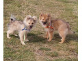 fluffy-pomeranian-puppies-small-3