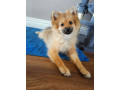 fluffy-pomeranian-puppies-small-2