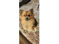 fluffy-pomeranian-puppies-small-1