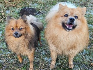 fluffy-pomeranian-puppies