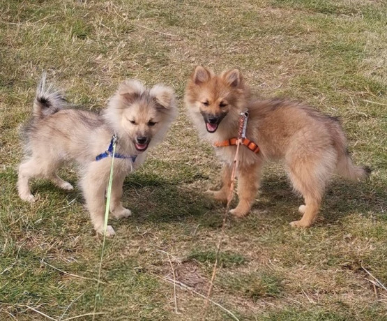 fluffy-pomeranian-puppies-big-3