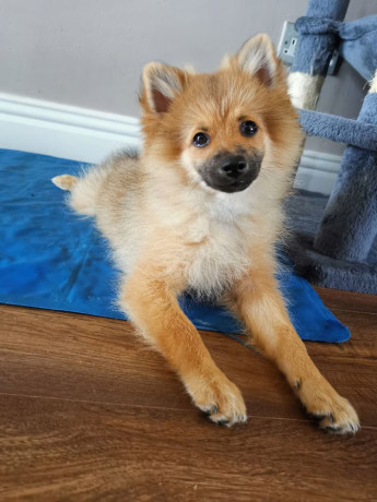 fluffy-pomeranian-puppies-big-2